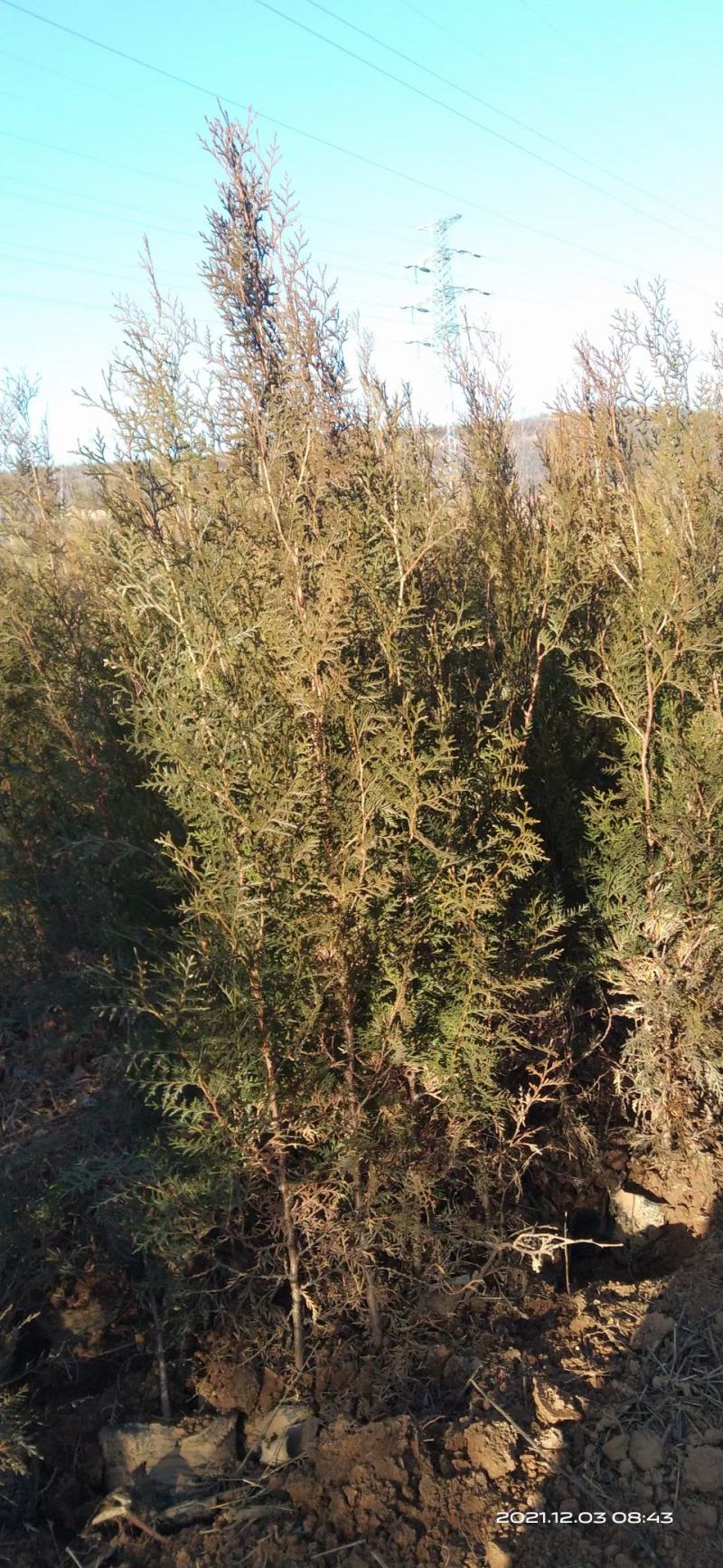 侧柏1——5米大量供应，各种规格各种质量都有