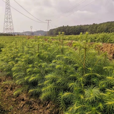 30一50公分杉木苗，杉树苗，基地直供批发，质量保证
