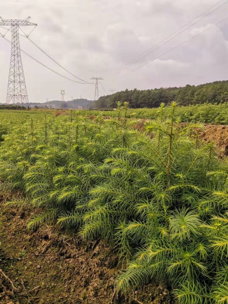 30一50公分杉木苗，杉树苗，基地直供批发，质量保证