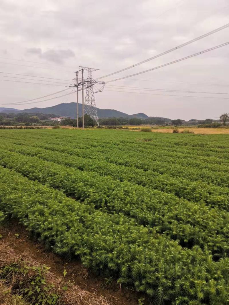 30一50公分杉木苗，杉树苗，基地直供批发，质量保证