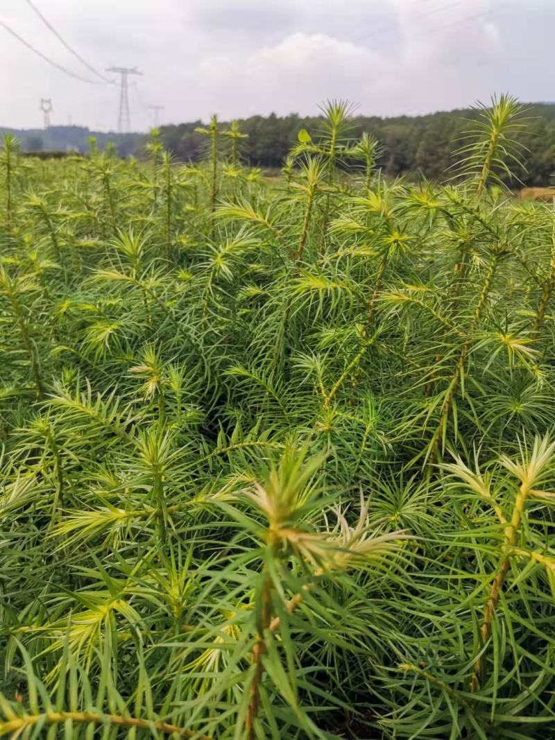30一50公分杉木苗，杉树苗，基地直供批发，质量保证