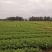 30一50公分杉木苗，杉树苗，基地直供批发，质量保证
