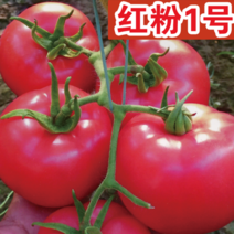 粉果西红柿种子番茄种子耐裂耐运输易坐果