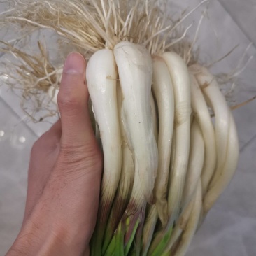 藠头茭头藠头苗精品藠头