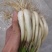 藠头茭头藠头苗精品藠头