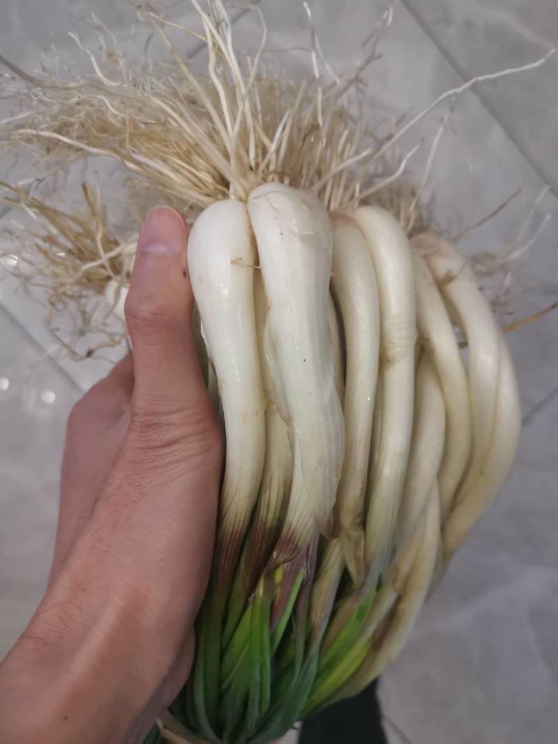 藠头茭头藠头苗精品藠头