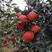 红宝右椪柑苗，新品种椪柑，晚熟品种，1月份成熟，果形大。