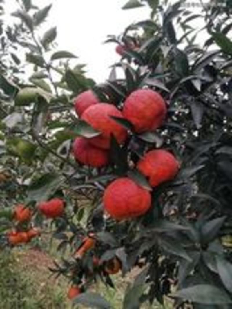 红宝右椪柑苗，新品种椪柑，晚熟品种，1月份成熟，果形大。