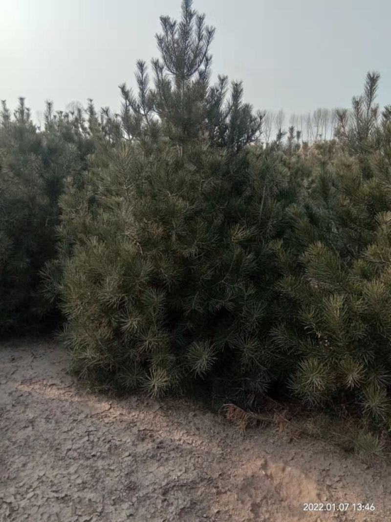 热卖【白皮松】白皮松树耐存活各种规格都有货量充足