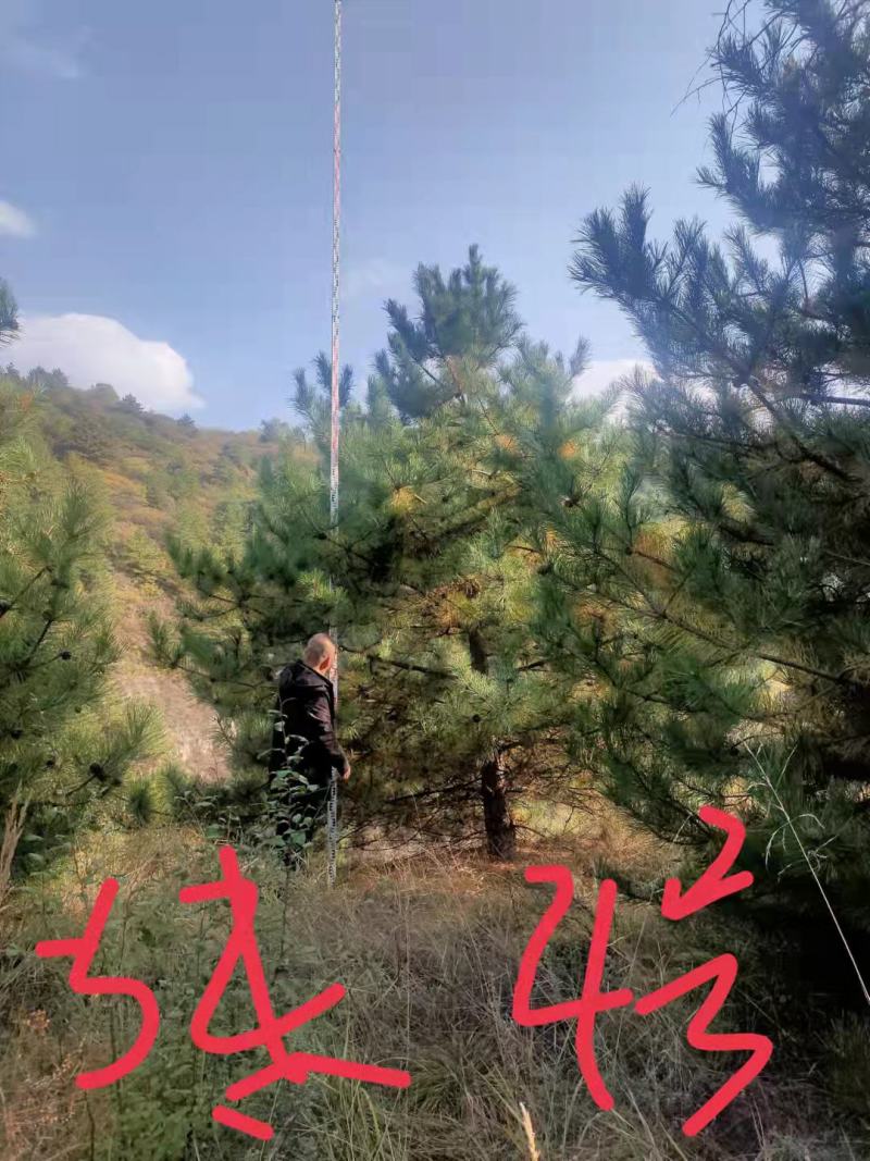 【油松】精品树占地树苗各种品质都有1——7米