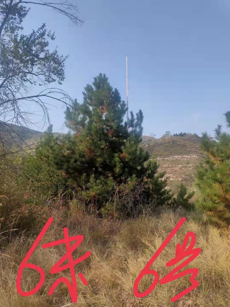 【油松】精品树占地树苗各种品质都有1——7米