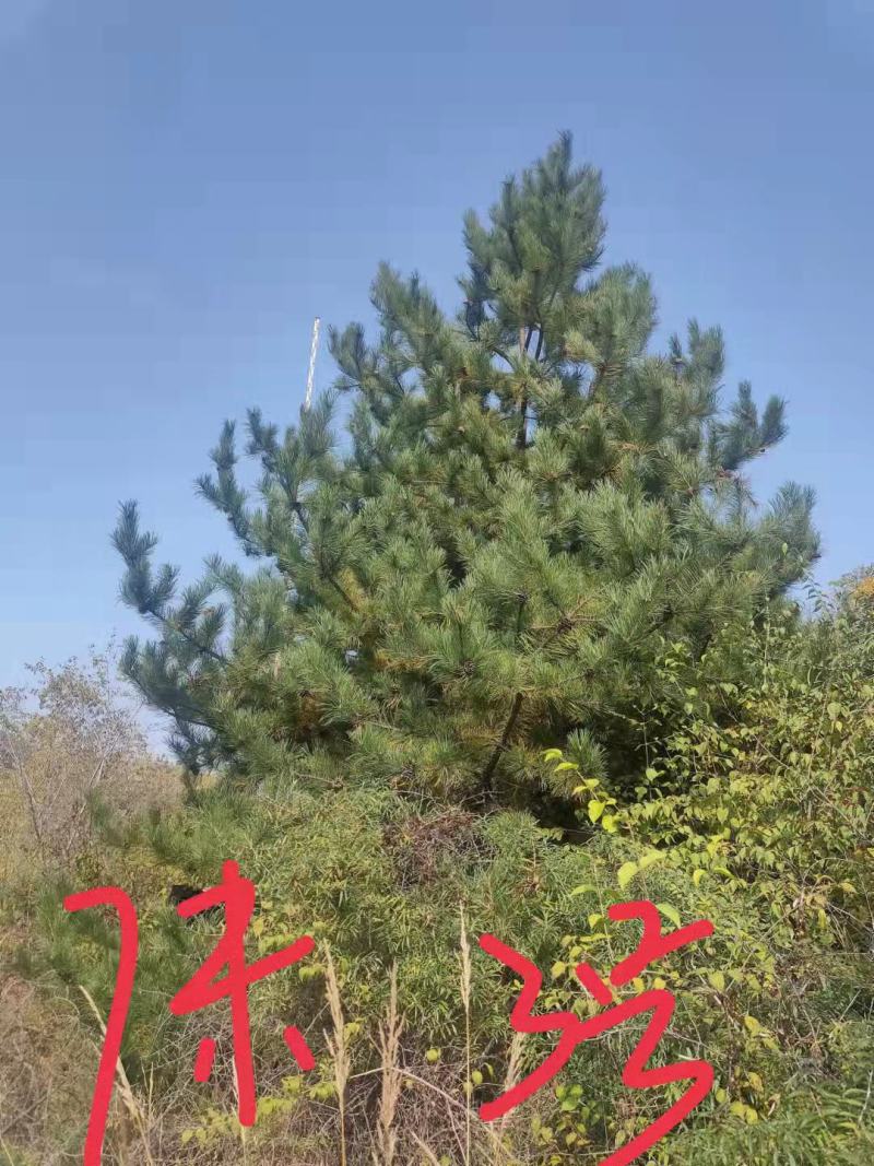【油松】精品树占地树苗各种品质都有1——7米