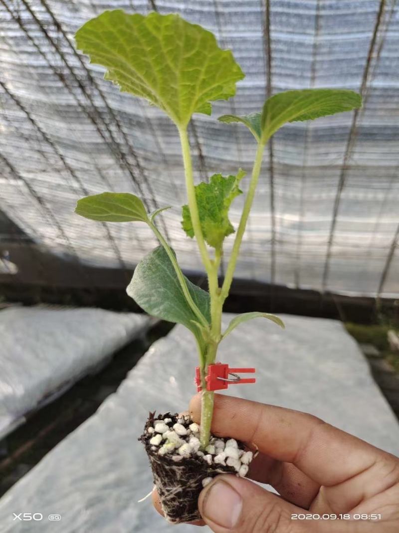 甜瓜苗嫁接羊角蜜苗绿宝石甜瓜苗博洋九苗