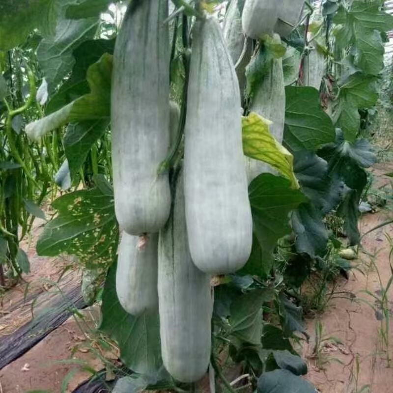 甜瓜苗嫁接羊角蜜苗绿宝石甜瓜苗博洋九苗