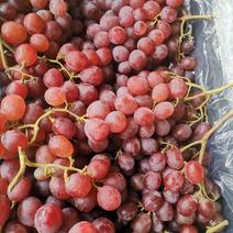 红提葡萄大量供货中