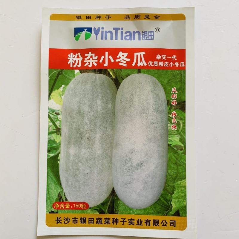 银田粉皮小冬瓜种子有茸毛杂交一代早中熟小型节瓜冬瓜种子