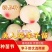 新品种美人醉李子苗无核李子苗黄金奈李苗包品种包邮