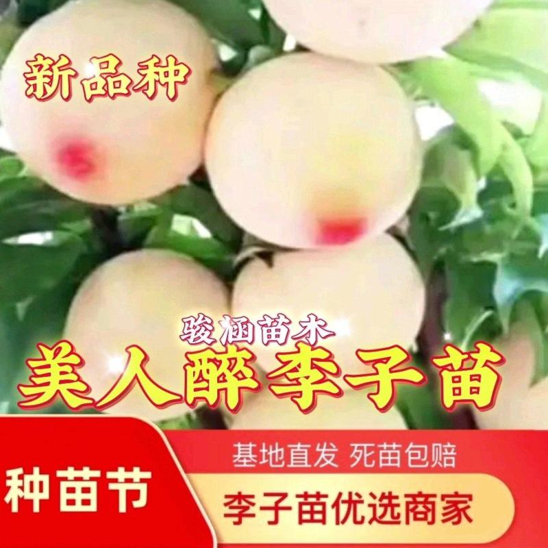 新品种美人醉李子苗无核李子苗黄金奈李苗包品种包邮