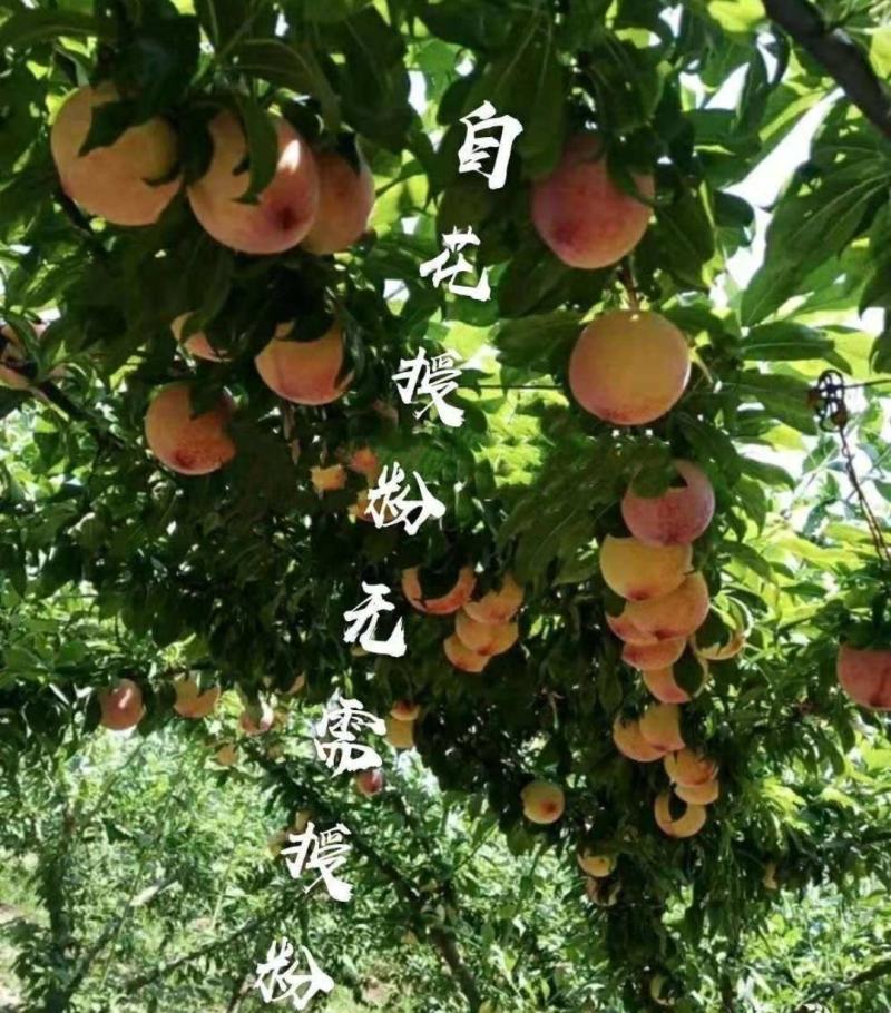 新品种美人醉李子苗无核李子苗黄金奈李苗包品种包邮