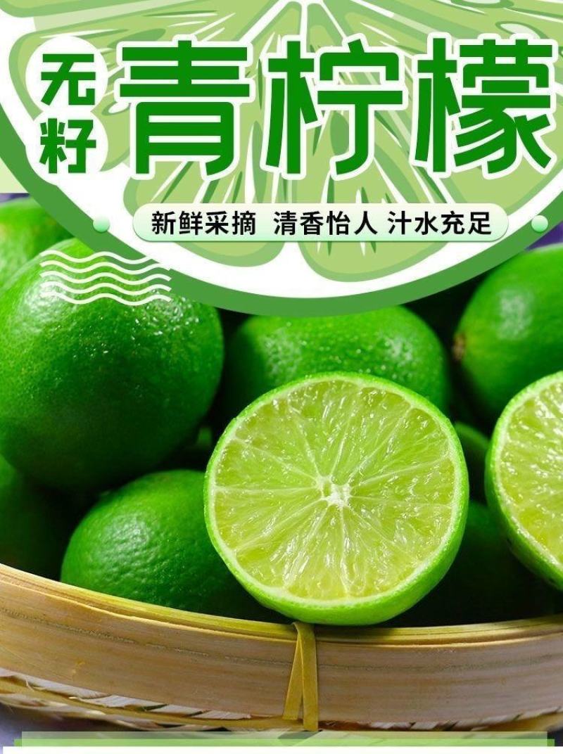 香水柠檬树苗嫁接广东香水台湾青柠，广西发货，品质保证