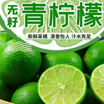 香水柠檬树苗嫁接广东香水台湾青柠，广西发货，品质保证