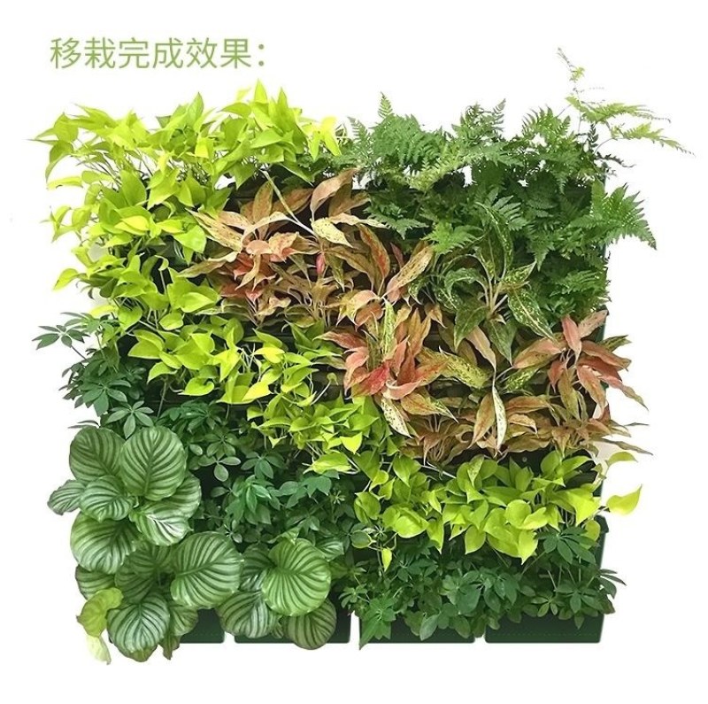 室外园林垂直绿化种植盒植物墙花盆容器挂墙式立体组合种植槽