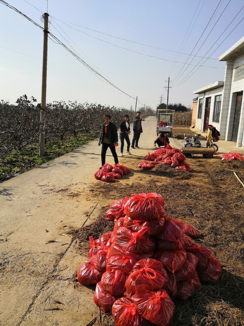 芍药苗，白芍苗供应，1年苗、2年苗基地直供，一手货源