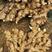山东大黄姜姜种亩产量高抗病能力强产地批发保质保量