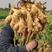 山东大黄姜姜种亩产量高抗病能力强产地批发保质保量