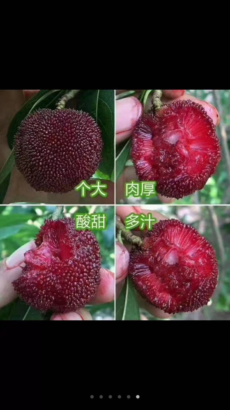 杨梅苗东槐杨梅可视频看货、产地直供支持线上保障交易
