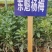 杨梅苗东槐杨梅可视频看货、产地直供支持线上保障交易