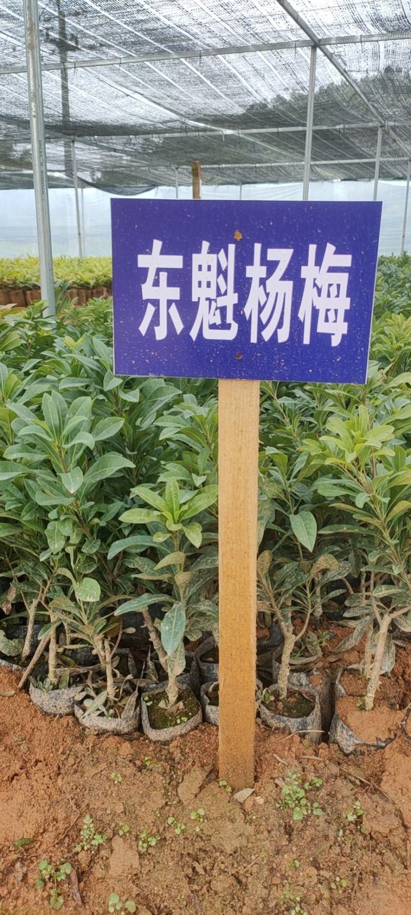杨梅苗东槐杨梅可视频看货、产地直供支持线上保障交易