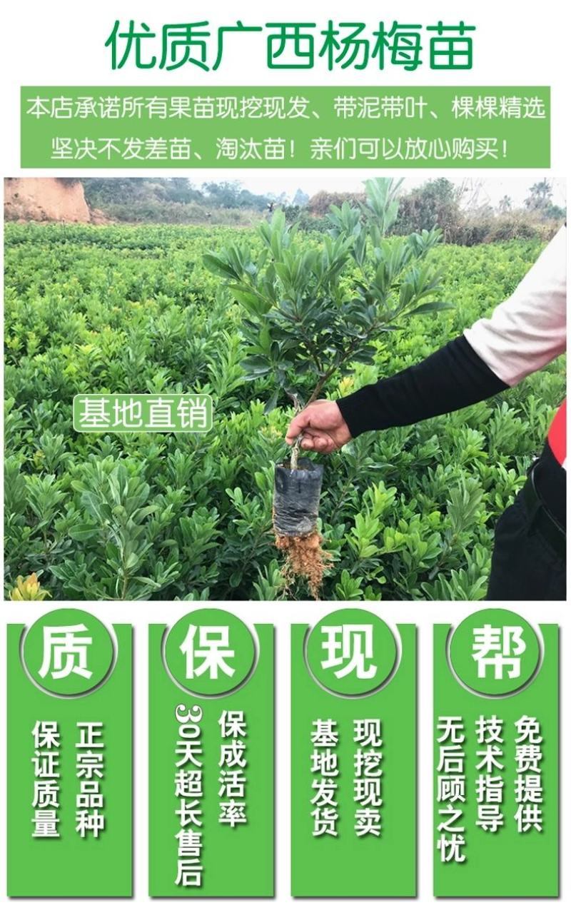 杨梅苗东槐杨梅可视频看货、产地直供支持线上保障交易