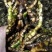 刚刚山水沟沟里的石菖蒲