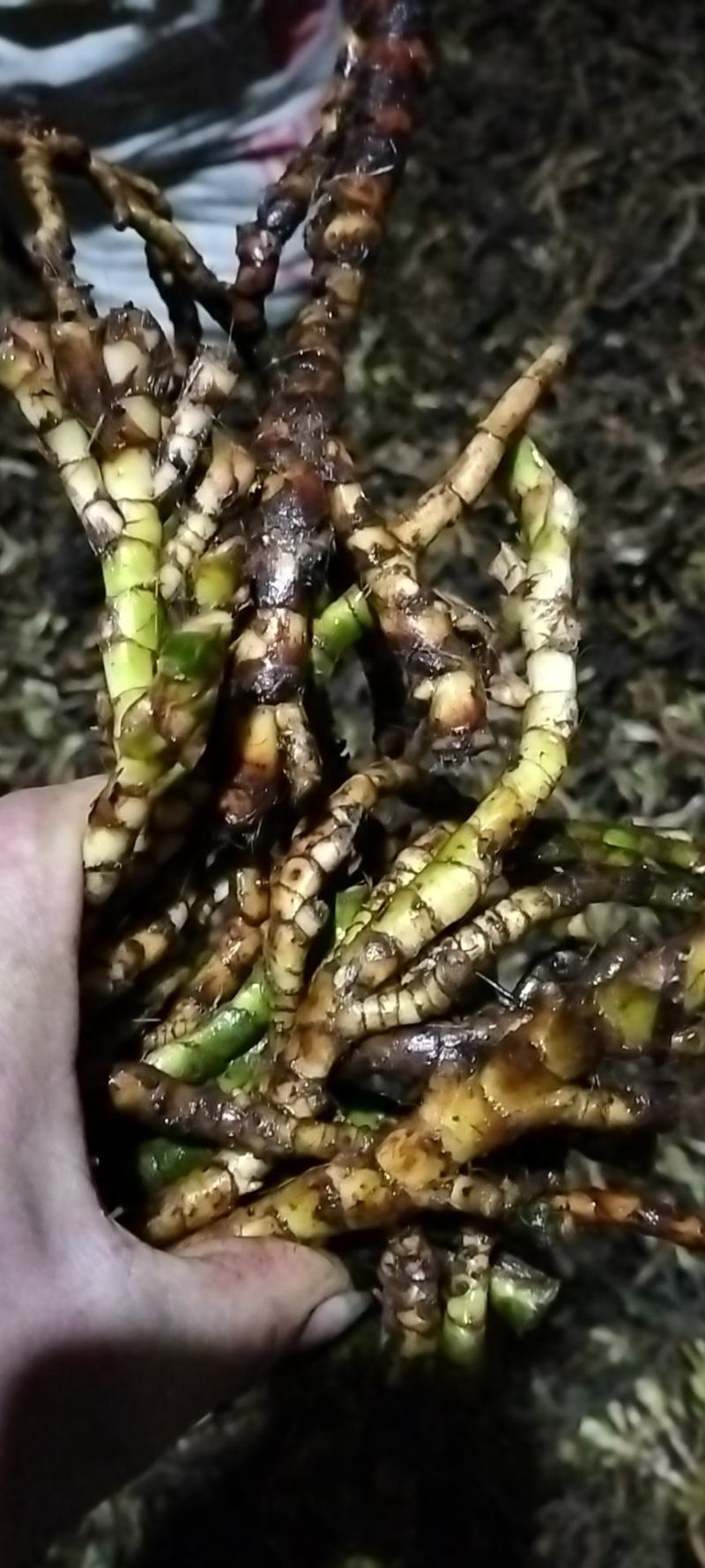 刚刚山水沟沟里的石菖蒲