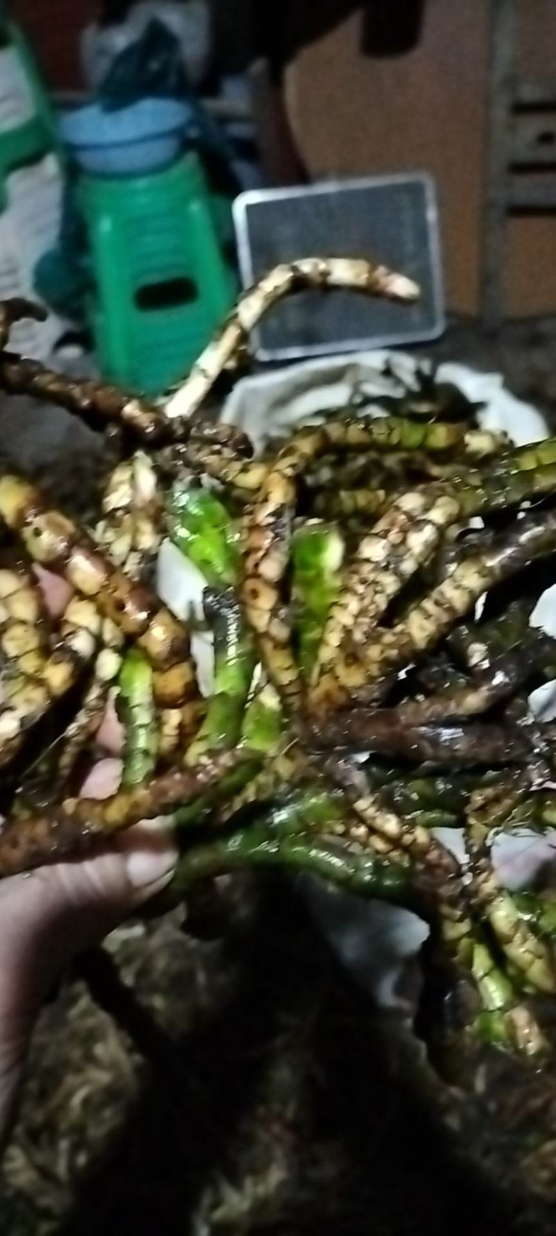 刚刚山水沟沟里的石菖蒲