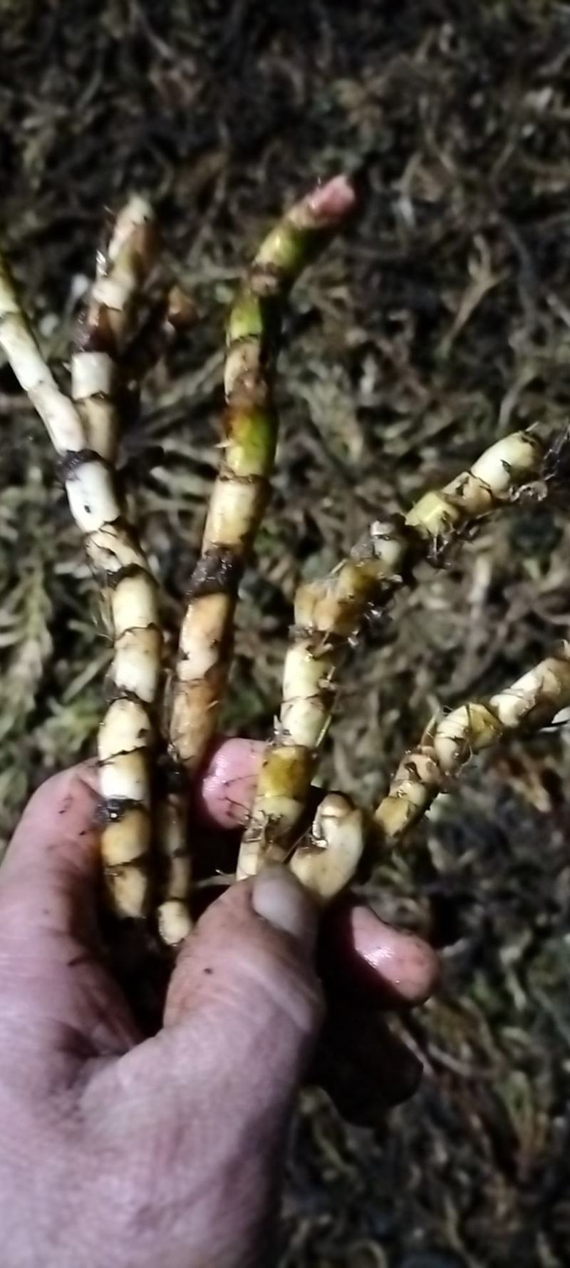 刚刚山水沟沟里的石菖蒲