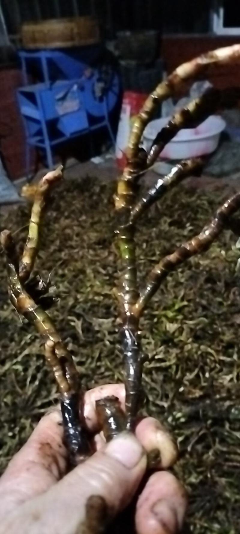 刚刚山水沟沟里的石菖蒲