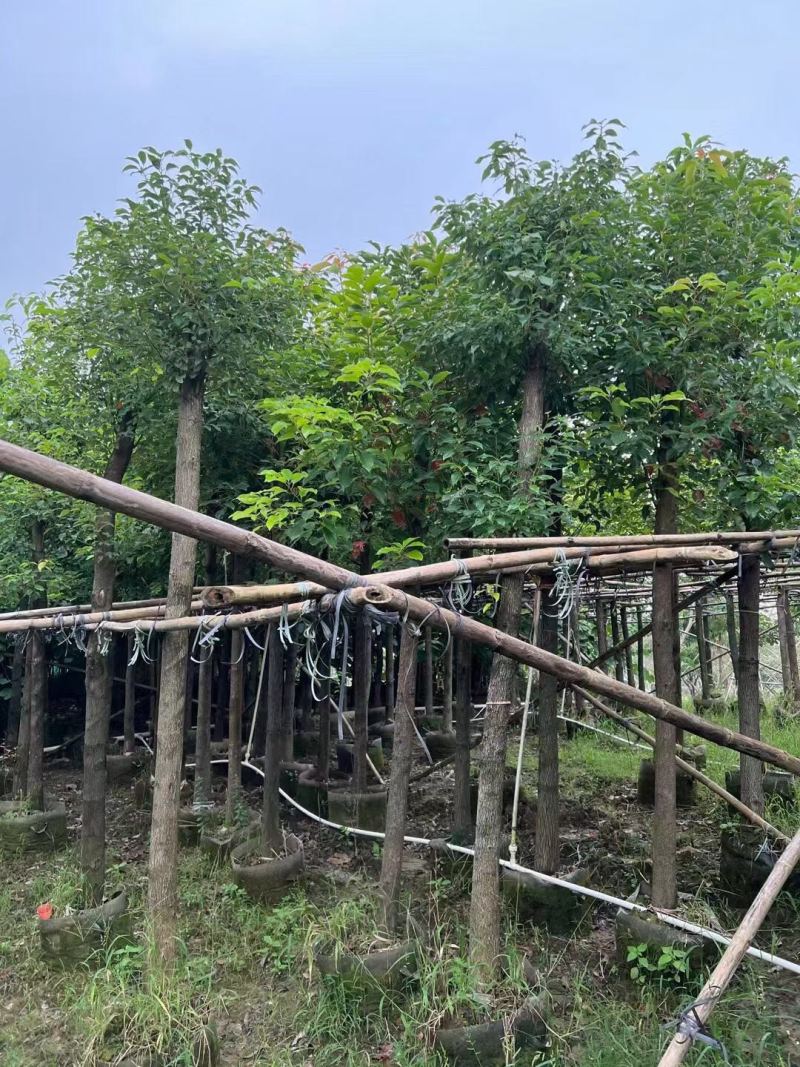 香樟规格树基地大量现货供应，欢迎各位客户咨询