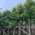香樟规格树基地大量现货供应，欢迎各位客户咨询