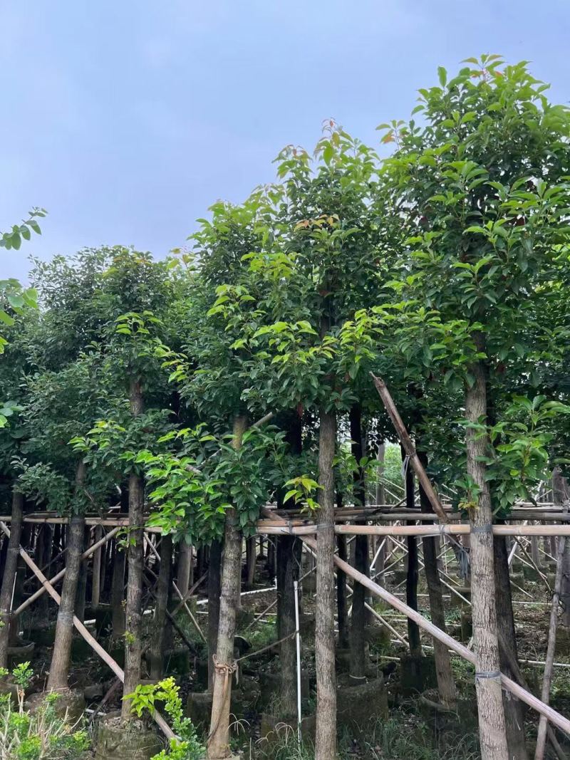 香樟规格树基地大量现货供应，欢迎各位客户咨询