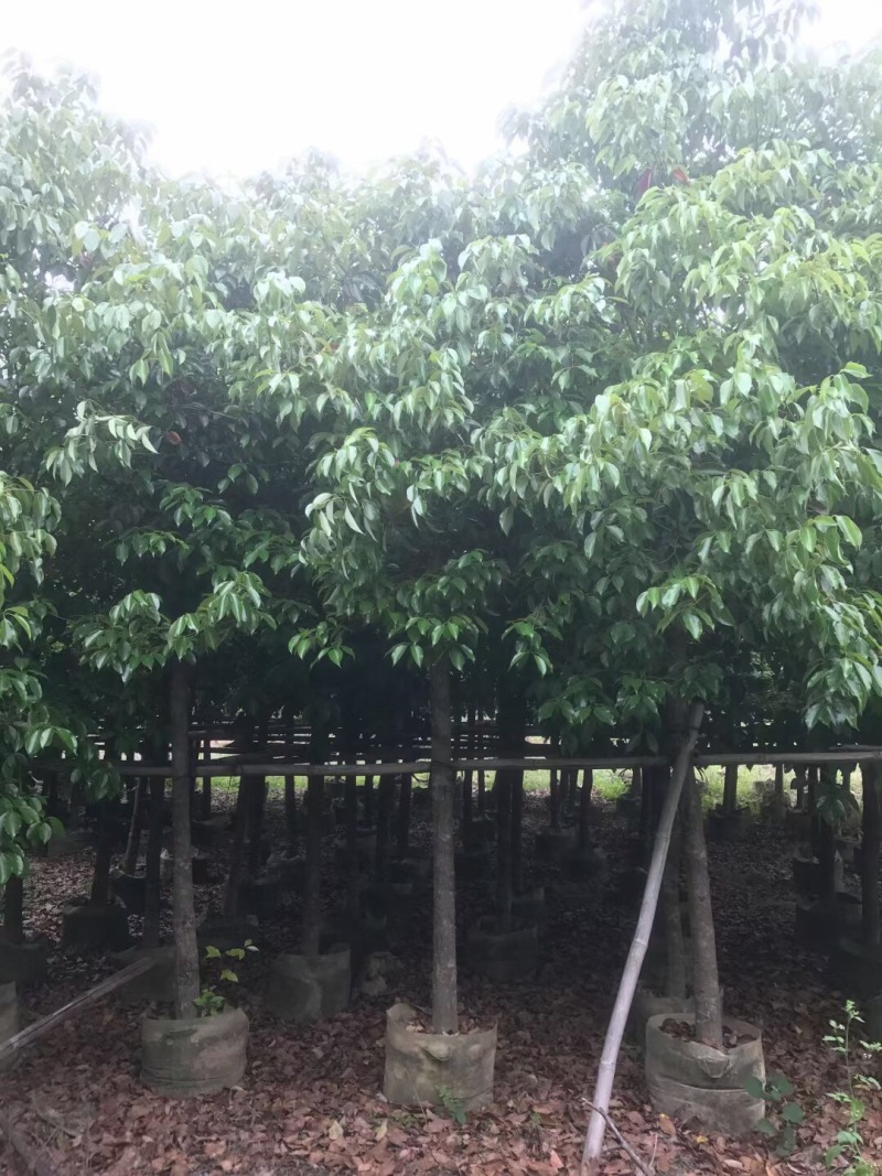 香樟规格树基地大量现货供应，欢迎各位客户咨询