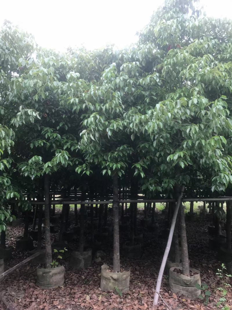 香樟规格树基地大量现货供应，欢迎各位客户咨询