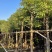 香樟规格树基地大量现货供应，欢迎各位客户咨询