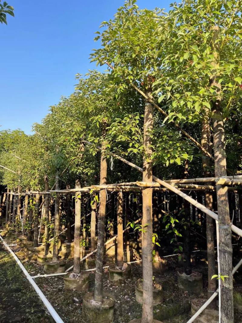 香樟规格树基地大量现货供应，欢迎各位客户咨询