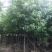 香樟规格树基地大量现货供应，欢迎各位客户咨询