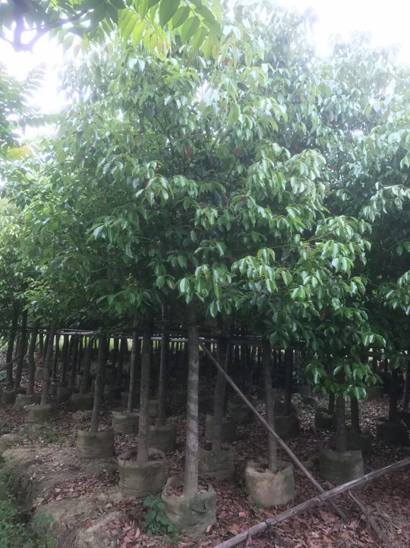 香樟规格树基地大量现货供应，欢迎各位客户咨询