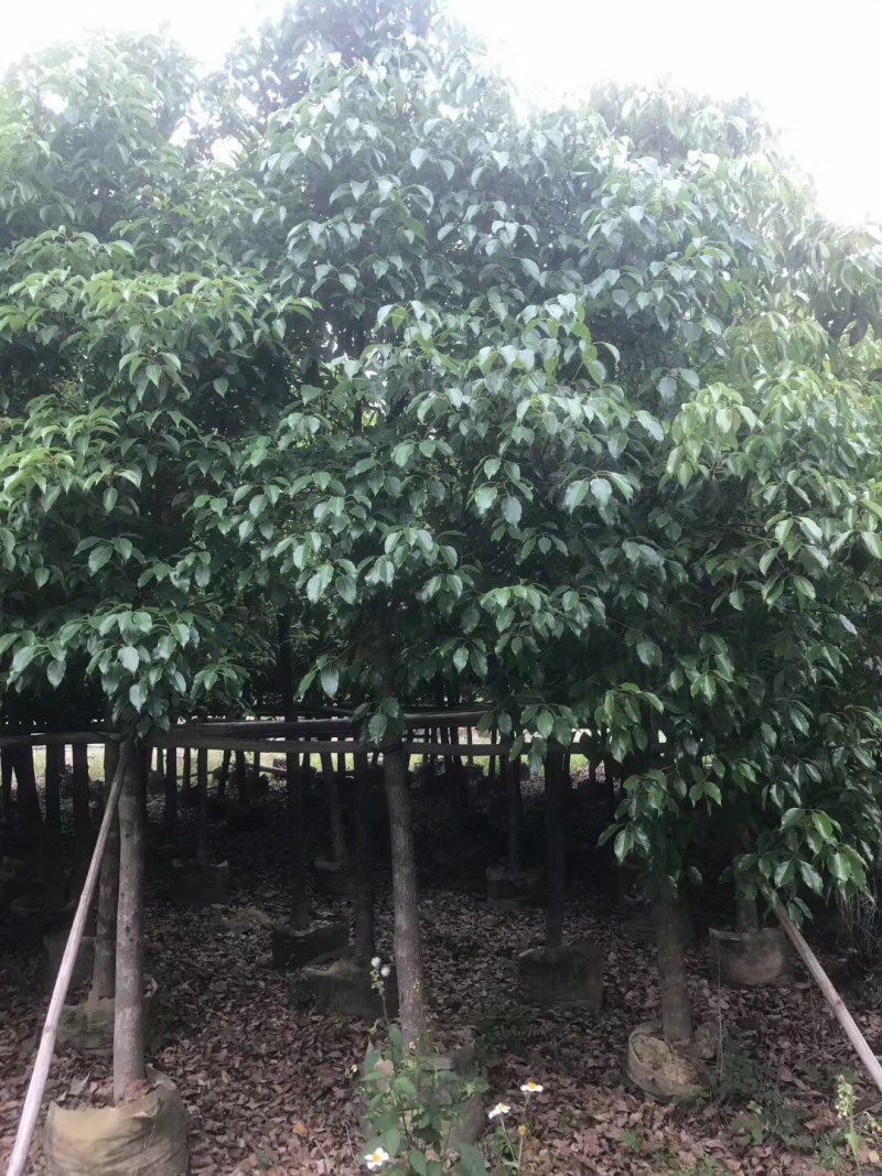 香樟规格树基地大量现货供应，欢迎各位客户咨询