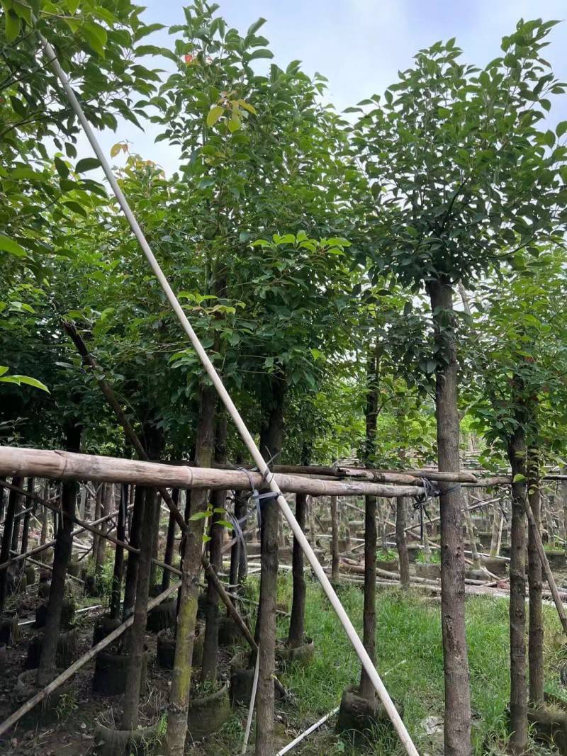 香樟规格树基地大量现货供应，欢迎各位客户咨询