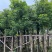 香樟规格树基地大量现货供应，欢迎各位客户咨询